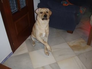 POLO, colocandose para hacerle una foto, mira a la cámara siempre, y le damos la orden de que salude para que sea bien recibido por vosotros. POLO, colocandose para hacerle una foto, mira a la cámara siempre, y le damos la orden de que salude para que sea bien recibido por vosotros.